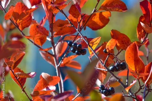 Black chokeberry (Aronia melanocarpa). Red leaves against the blue sky. Autumn sunny day. photo