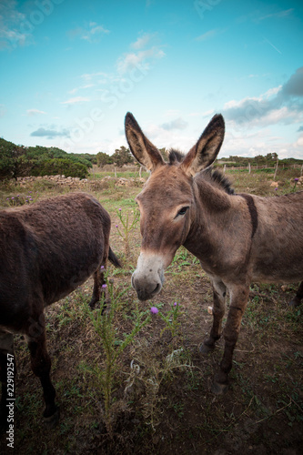 Portrait of a funny looking Cute fluffy rural donkey in Sardinia, Italy  