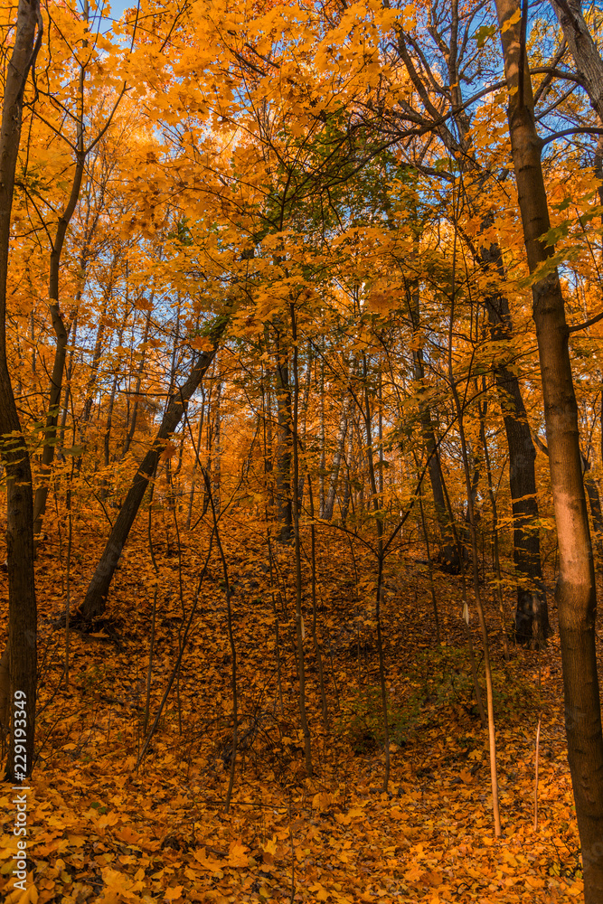 Autumn foliage in the park. October, Moscow