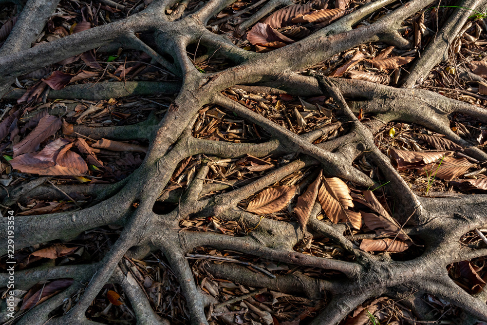 The tree roots are tens of years old and the leaves are dry. The tree roots are tens of years old and the leaves are dry.