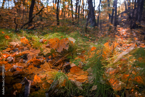 Autumn foliage in the park. October  Moscow