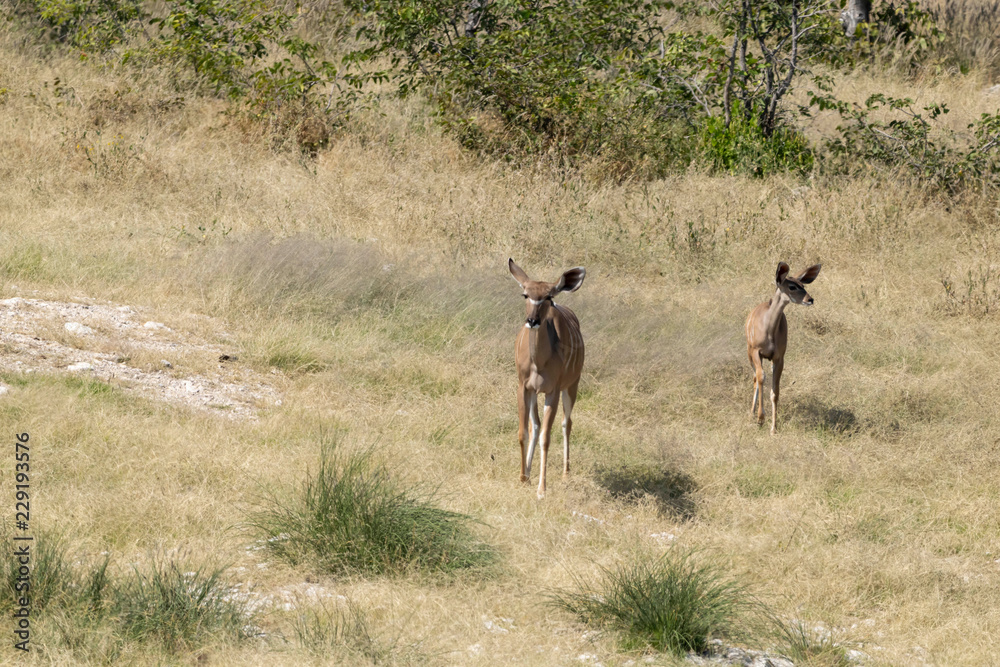 Obraz premium Kudu 