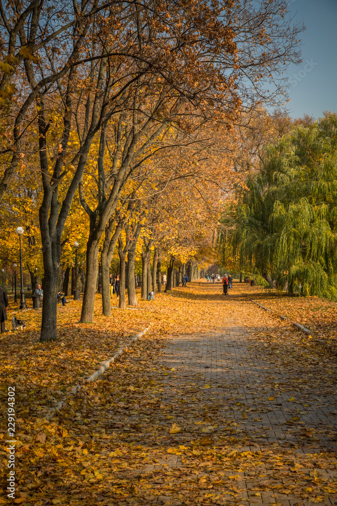 Autumn foliage in the park. October, Moscow