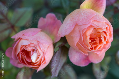 Winter in the garden. Hoarfrost on the petals of a pink rose, the first frost. photo