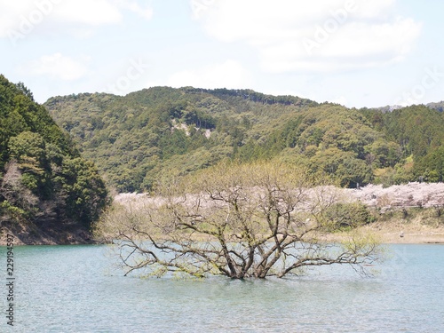 七川ダムの桜