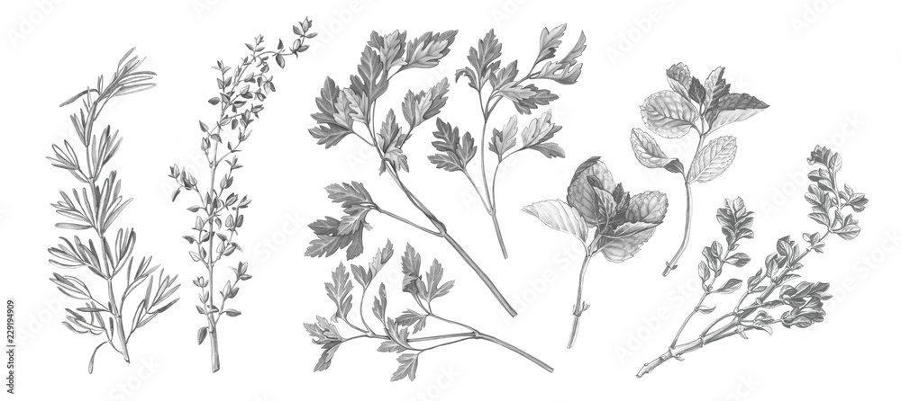 Garden Herbs Pencil Illustration Isolated on White - obrazy, fototapety, plakaty 