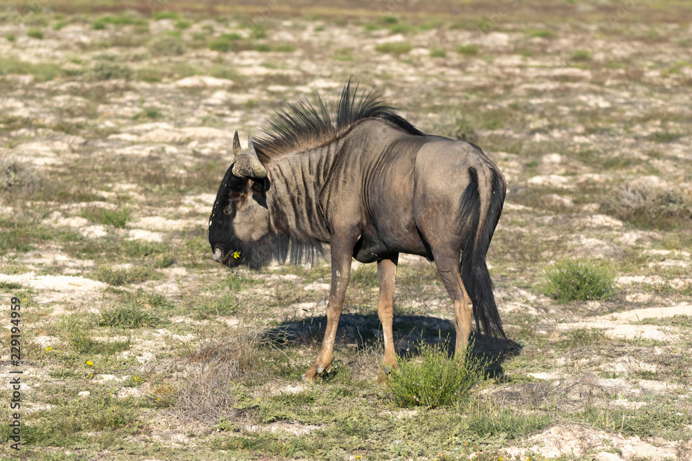 Fototapeta premium Gnu