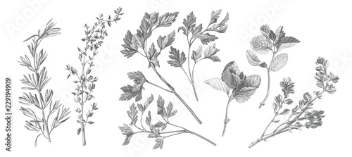 Garden Herbs Pencil Illustration Isolated on White