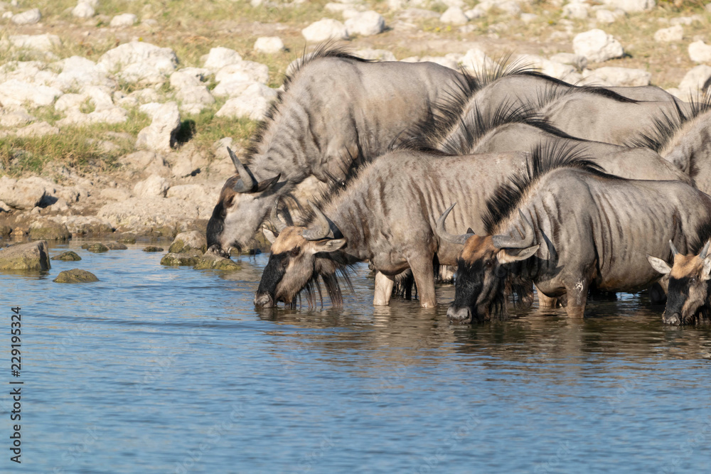 Fototapeta premium Gnus beim Trinken