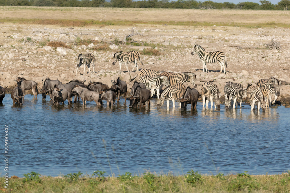 Naklejka premium Gnus und Zebras beim Trinken
