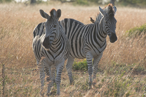 Plains Zebra (Equus quagga) in open grassland, Sabi Sands, Greater Kruger, South Africa