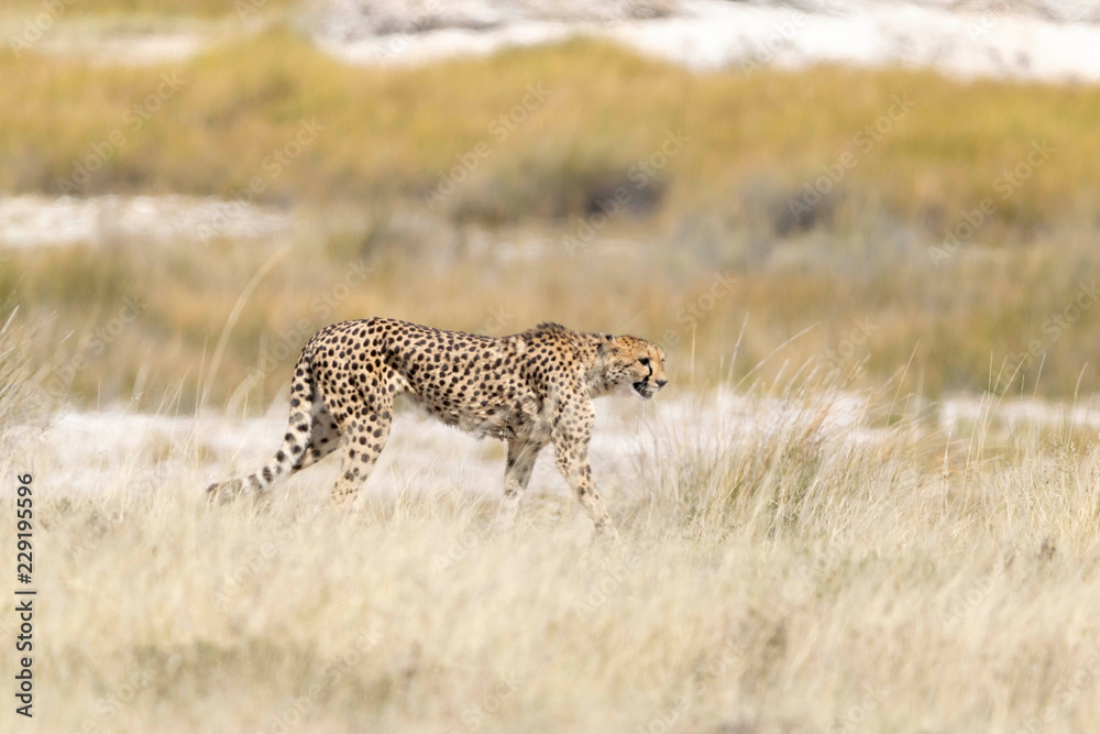 Naklejka premium Gepard