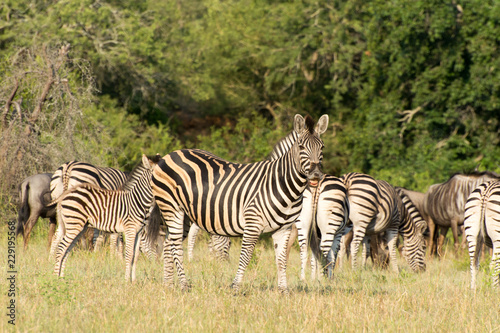 Plains Zebra (Equus quagga) in open grassland, Sabi Sands, Greater Kruger, South Africa