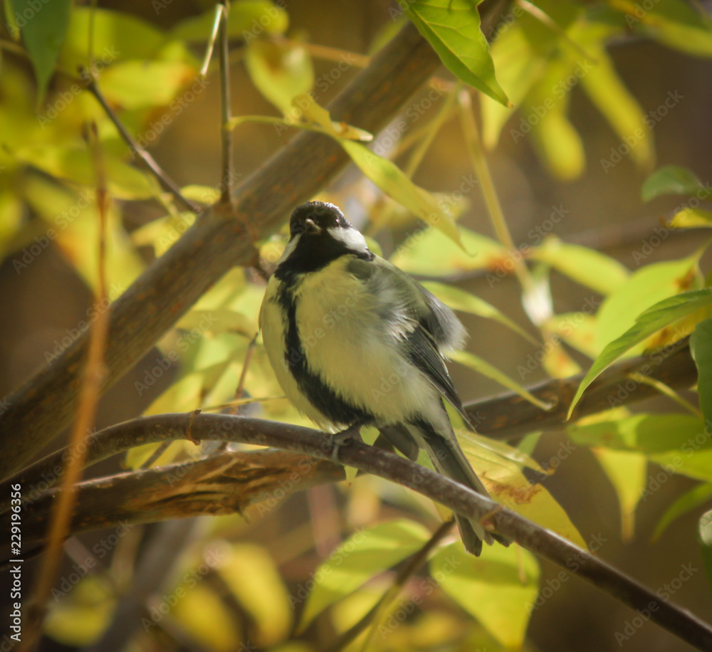 Titmouse sitting on a branch in the forest. The concept of the onset of autumn and cold weather. Titmouse sitting on a branch in the forest. The concept of the onset of autumn and cold weather.