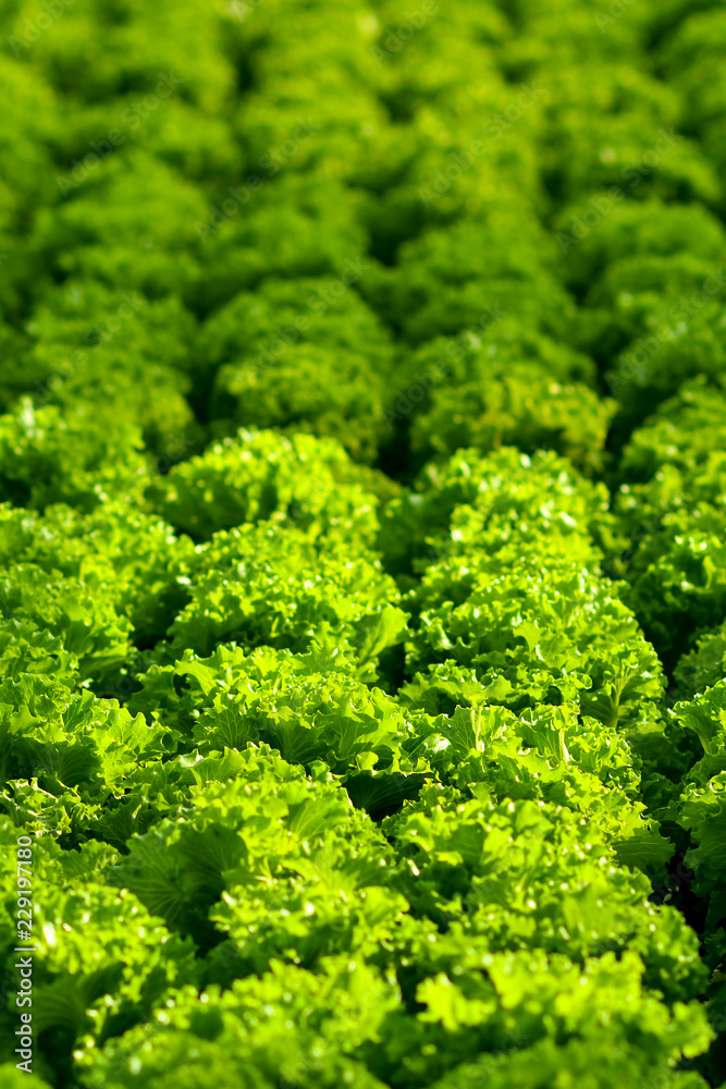 Harvesting hydroponic lettuce