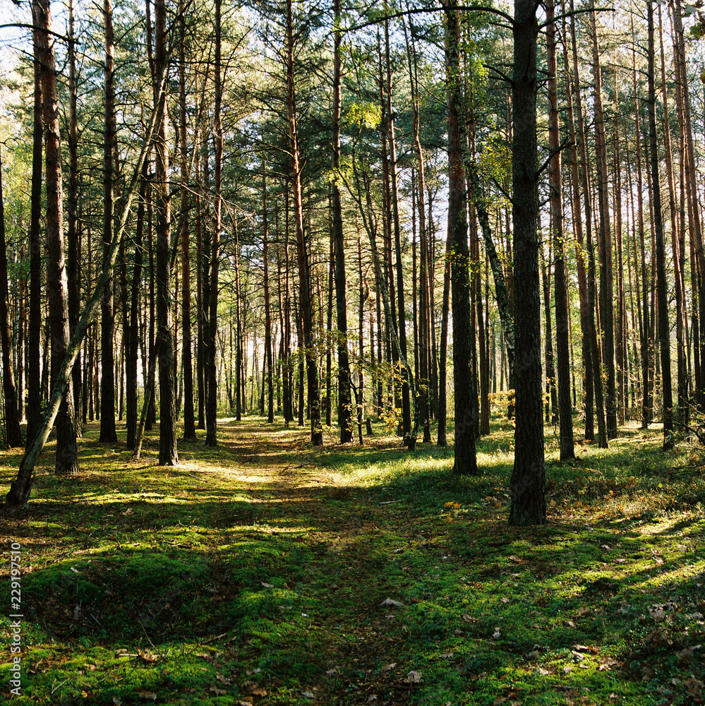 Obraz premium morning in the forest