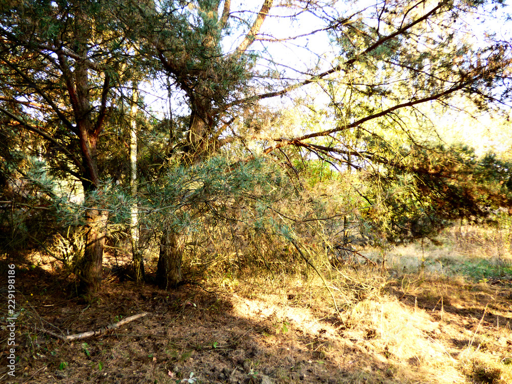 Fototapeta premium Piękne kolory jesieni.