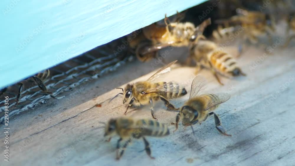 Slow Motion Awesome Shot Of Bees In A Bee Box Outside Slow Motion Awesome Shot Of Bees In A Bee Box Outside