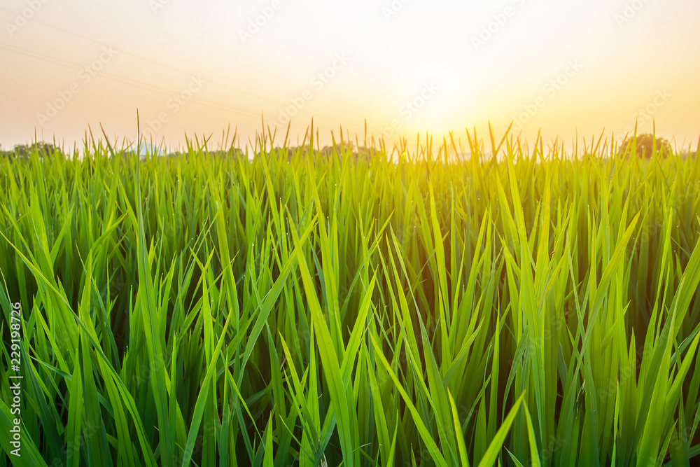 Fototapeta premium Image is blurred, Rice fields with the Orange Sun is beautiful images. Background images can be made and used for advertising.