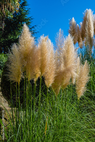 grass and flowers