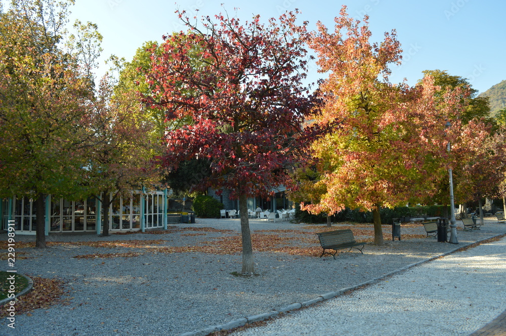 Naklejka premium alberi