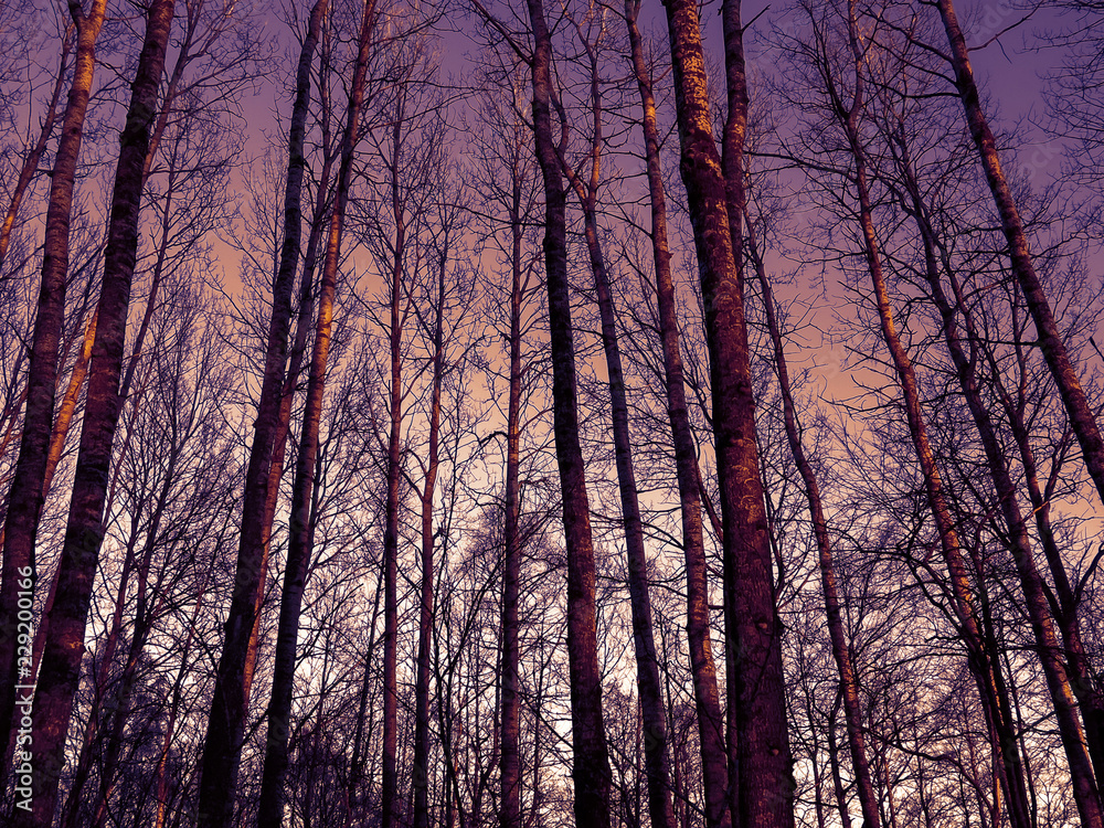 Upward perspective view of tall aspen trees on a blue sky background, texture Upward perspective view of tall aspen trees on a blue sky background, texture