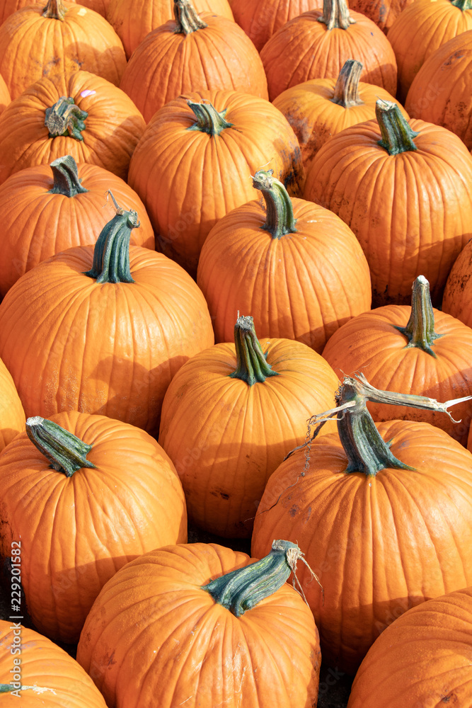 Autumn harvest background