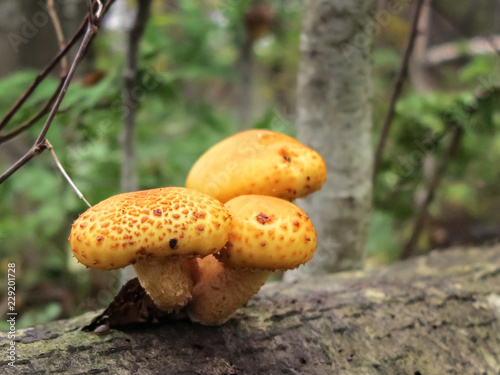Pholiota aurivella Edible mushroom photo