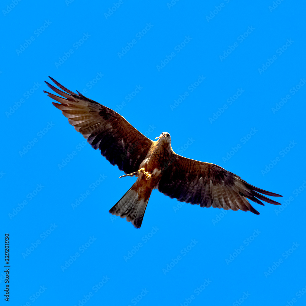 Obraz premium Flying red kite (Milvus milvus)