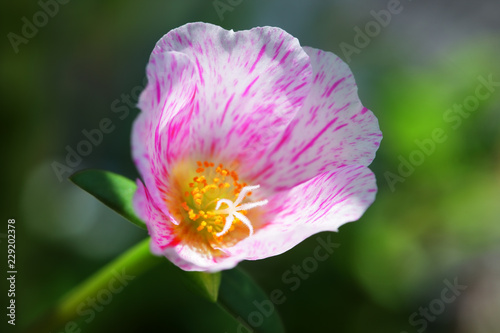 close up of beautiful common purslane flower