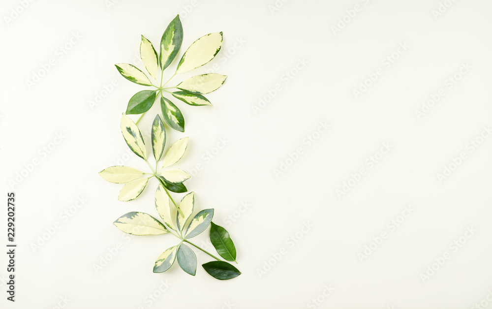 Tropical palm and ficus leaves on light green, lime background. Tropical palm and ficus leaves on light green, lime background.