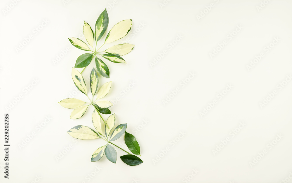 Tropical palm and ficus leaves on light green, lime background.