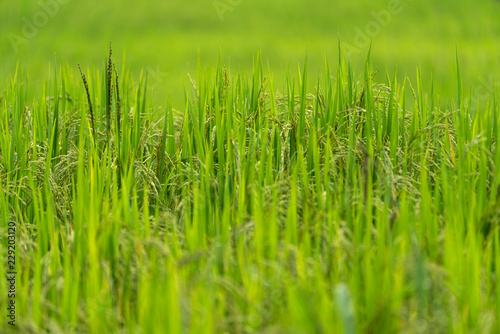 Green rice field under sunlight
