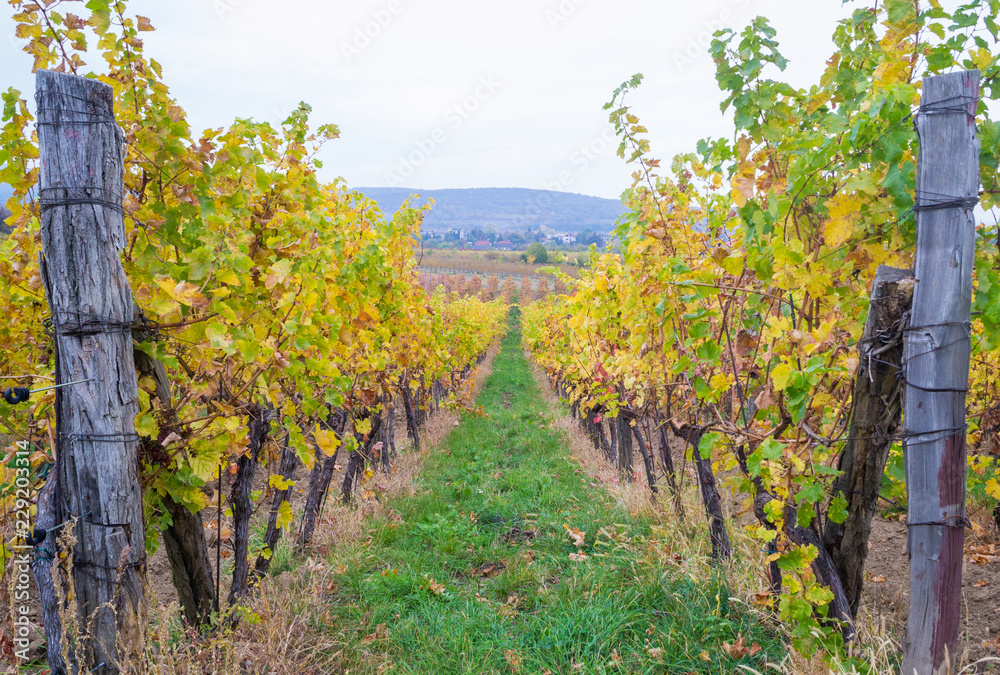 Autumn vineyards in Pezinok. Not far from Bratislava. Slovakia. Autumn vineyards in Pezinok. Not far from Bratislava. Slovakia.