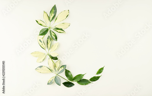 Tropical palm and ficus leaves on light green, lime background.