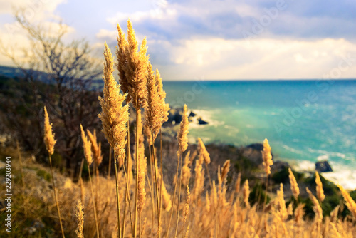 Fototapeta Naklejka Na Ścianę i Meble -  Dried ears, lit by the golden sun against the background of the sea and mountains, Crimea, Russia