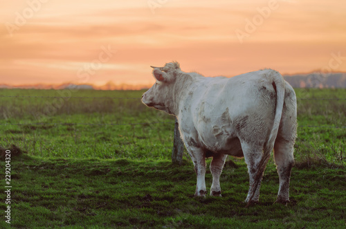 One white cow looking at sunrise