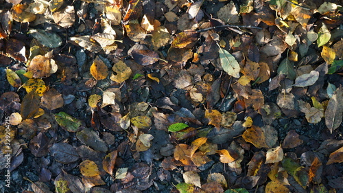 Brown and Yellow Autumn Dead Leaves on the Ground in a Forest