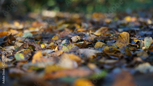 Macro shot of Brown and Yellow Autumn Dead Leaves on the Ground in a Forest