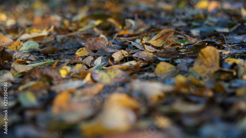 Macro shot of Brown and Yellow Autumn Dead Leaves on the Ground in a Forest
