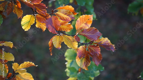 Abstract Autumn Leaves on Branches against a Green Forest Background