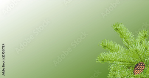 spruce branch with a lump in the corner