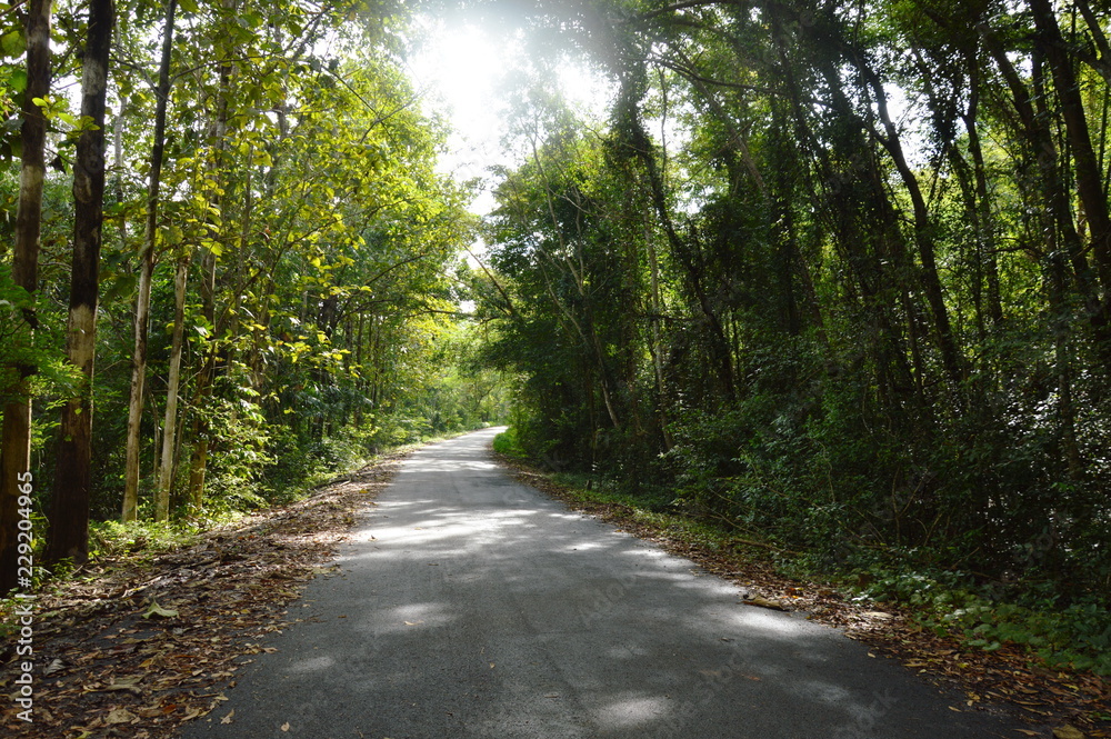 perspective local road to forest in Thailand perspective local road to forest in Thailand