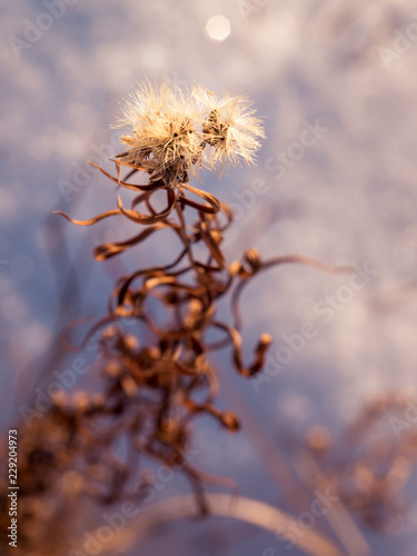 many dry meadow flowers plants in field snow, meadow at winter. Nature Abstract floral dry silhouette flower with pastel sky background.