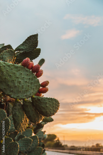 Prickly pear tree in Sicily  photo