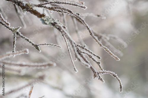The first frost of a tree in winter covered with snow. tree branches closeup. Macro shot of plant texture. late autumn and early winter © Evgeniy