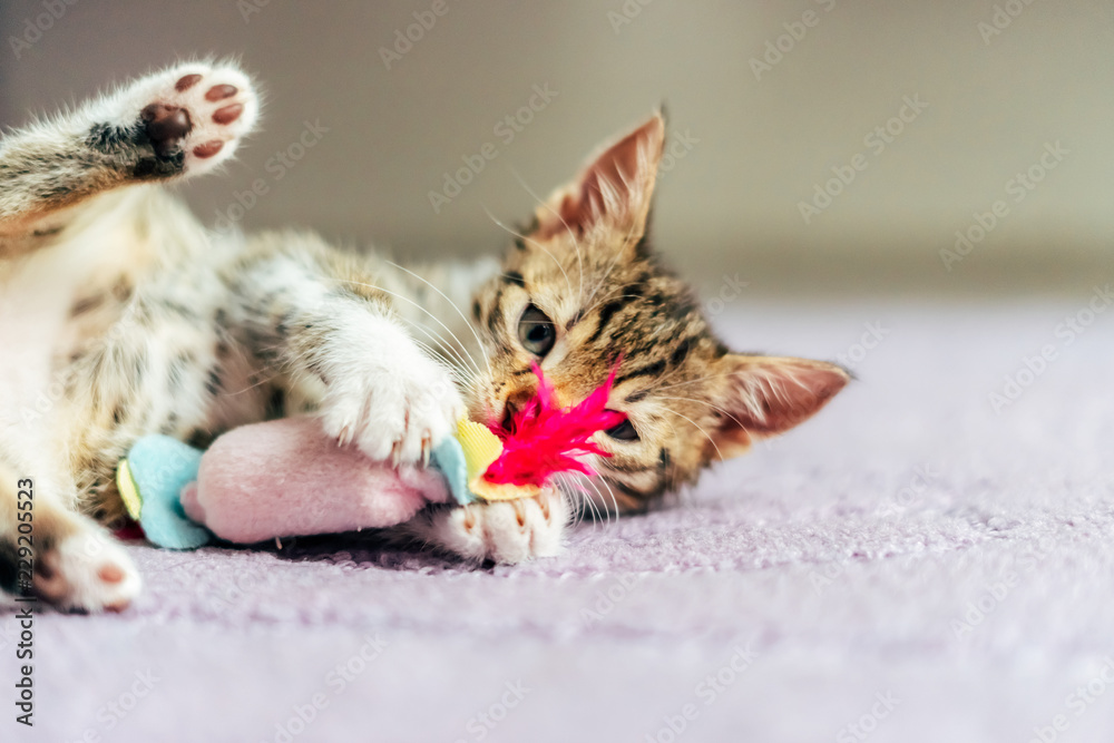 Fototapeta premium Słodkie dziecko kot gra w domu