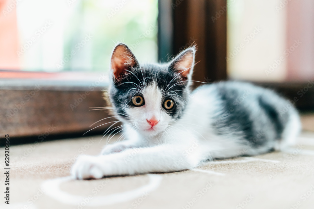 Cute Baby Cat Portrait At Home