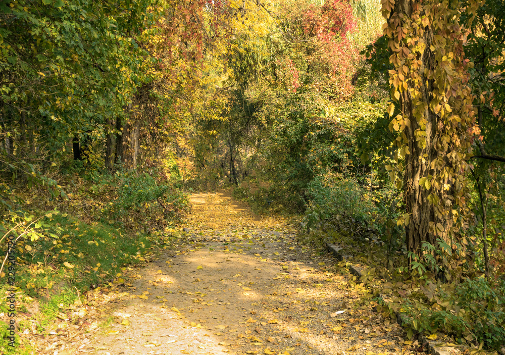 trail in the autumn colorful park with yellow and green trees trail in the autumn colorful park with yellow and green trees