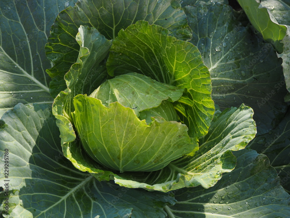 cabbage cabbage